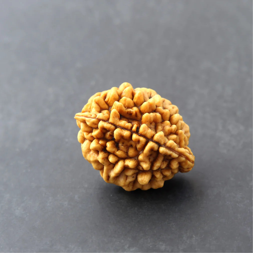 2 Mukhi Lab Certified Rudraksha