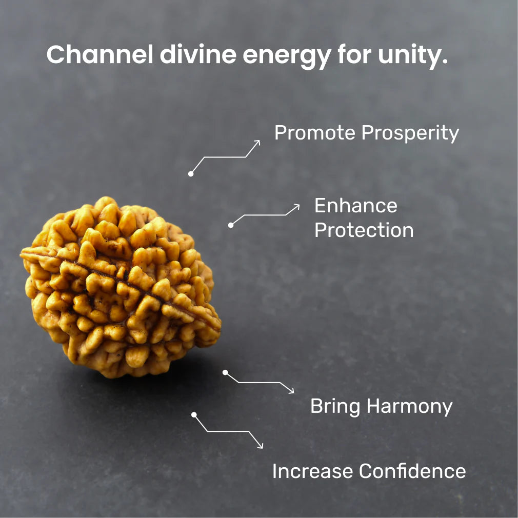 2 Mukhi Lab Certified Rudraksha