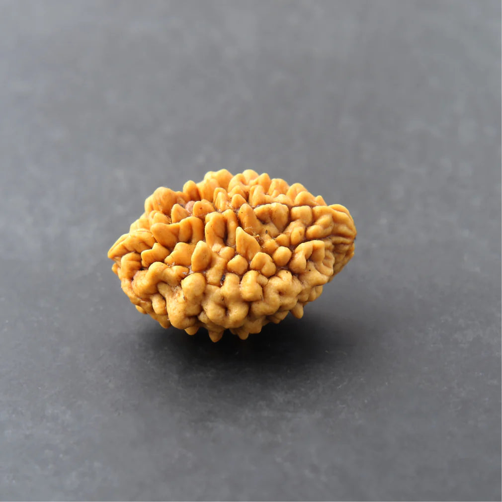 2 Mukhi Lab Certified Rudraksha