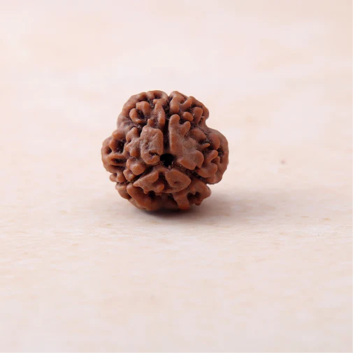 3 Mukhi Lab Certified Rudraksha
