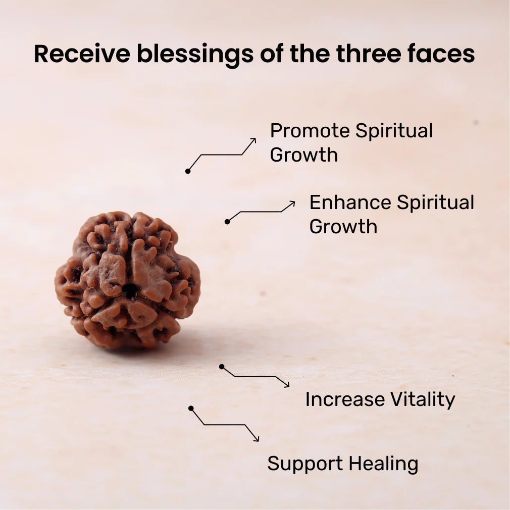 3 Mukhi Lab Certified Rudraksha