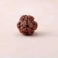 3 Mukhi Lab Certified Rudraksha