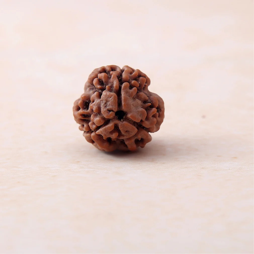 3 Mukhi Lab Certified Rudraksha
