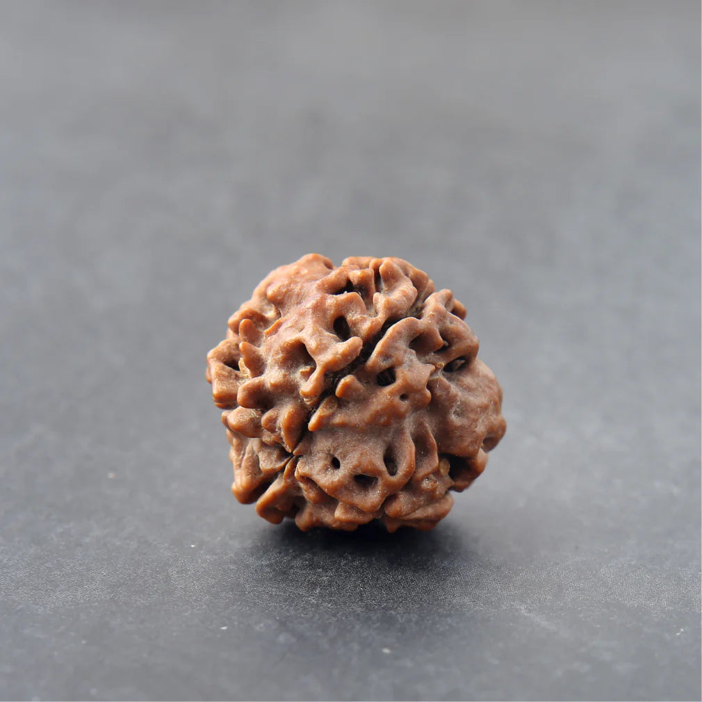 4 Mukhi Lab Certified Rudraksha