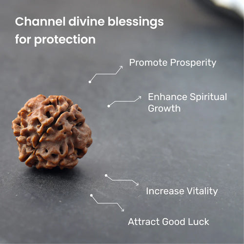 4 Mukhi Rudraksha — Lab Certified, Original Nepali — image 2