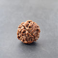 4 Mukhi Lab Certified Rudraksha