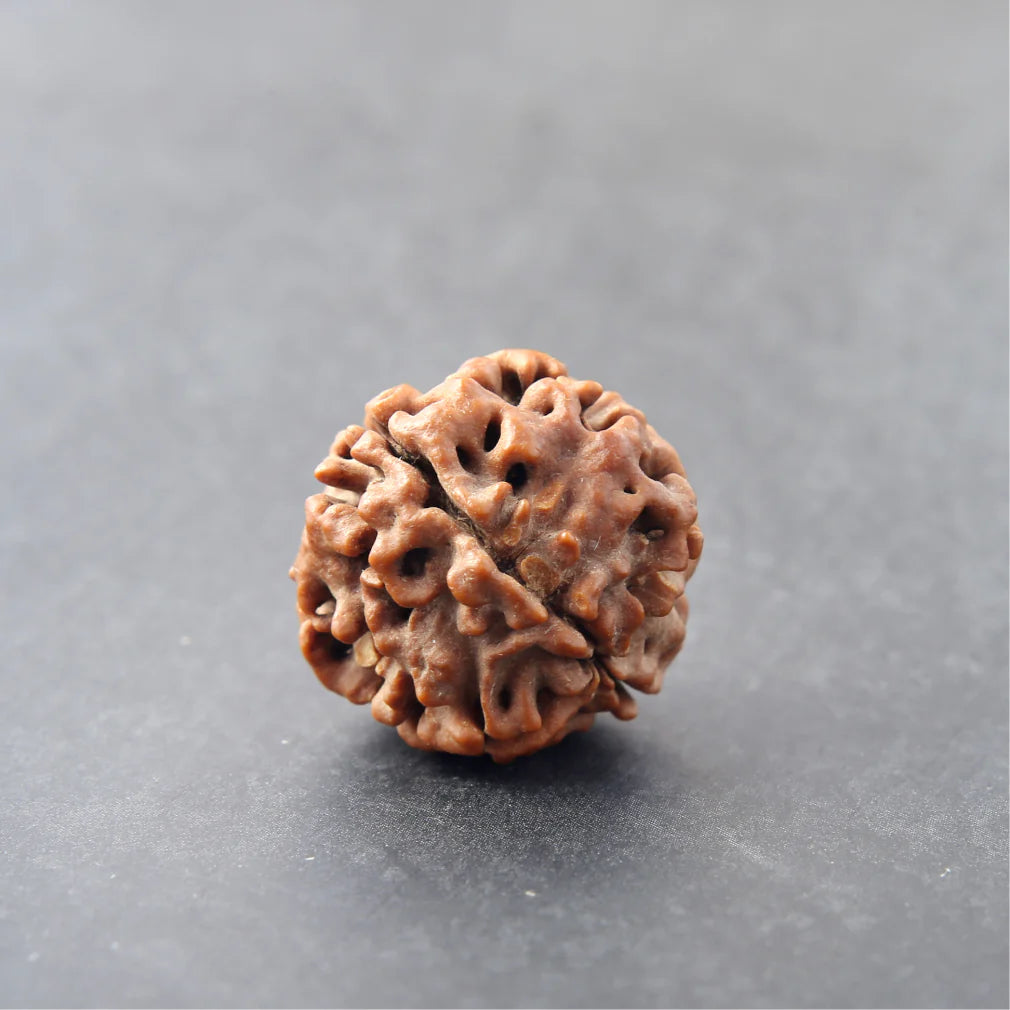 4 Mukhi Lab Certified Rudraksha
