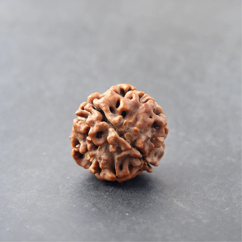 4 Mukhi Rudraksha — Lab Certified, Original Nepali — image 1