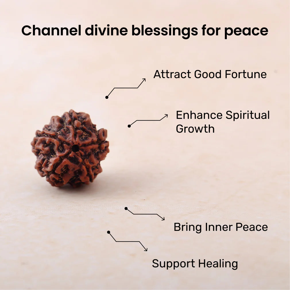 5 Mukhi Lab Certified Rudraksha