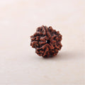 5 Mukhi Lab Certified Rudraksha