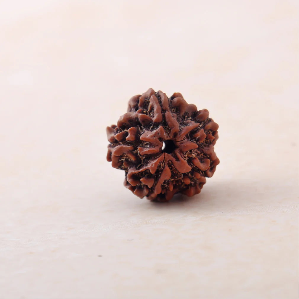 5 Mukhi Lab Certified Rudraksha