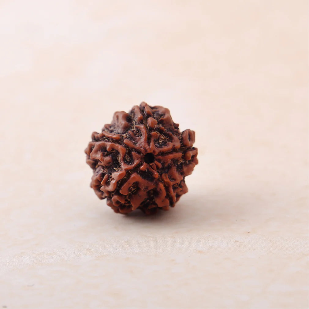 5 Mukhi Lab Certified Rudraksha