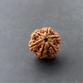 6 Mukhi Lab Certified Rudraksha