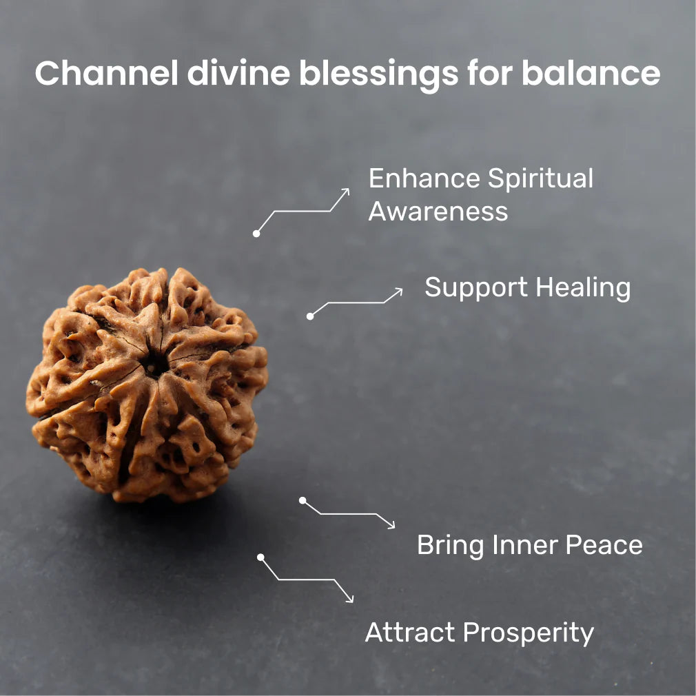 6 Mukhi Lab Certified Rudraksha