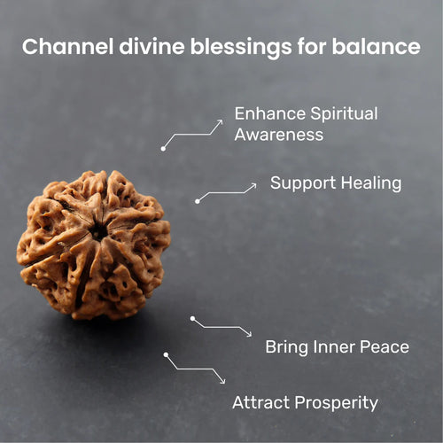 6 Mukhi Rudraksha — Lab Certified, Original Nepali — image 2