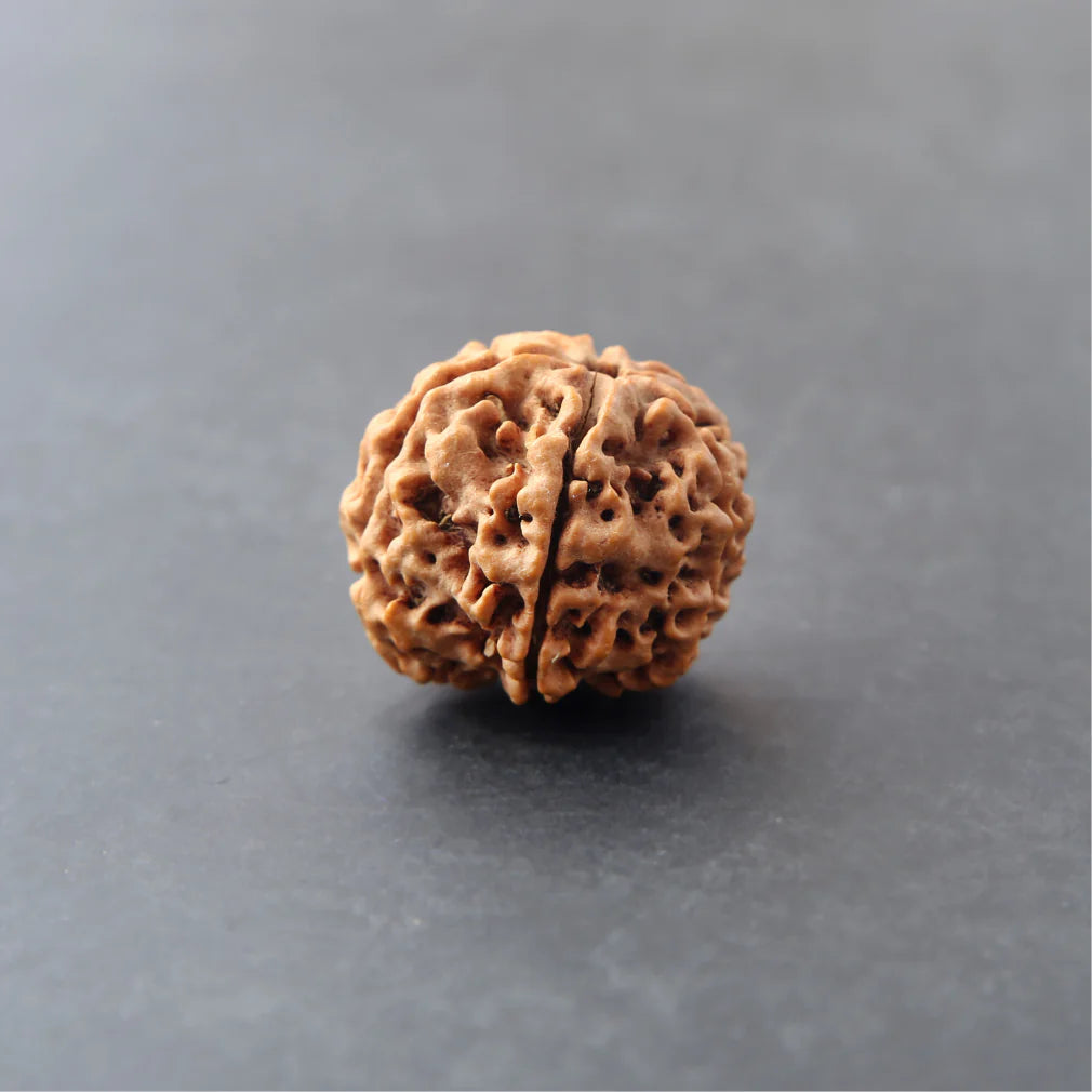 6 Mukhi Lab Certified Rudraksha