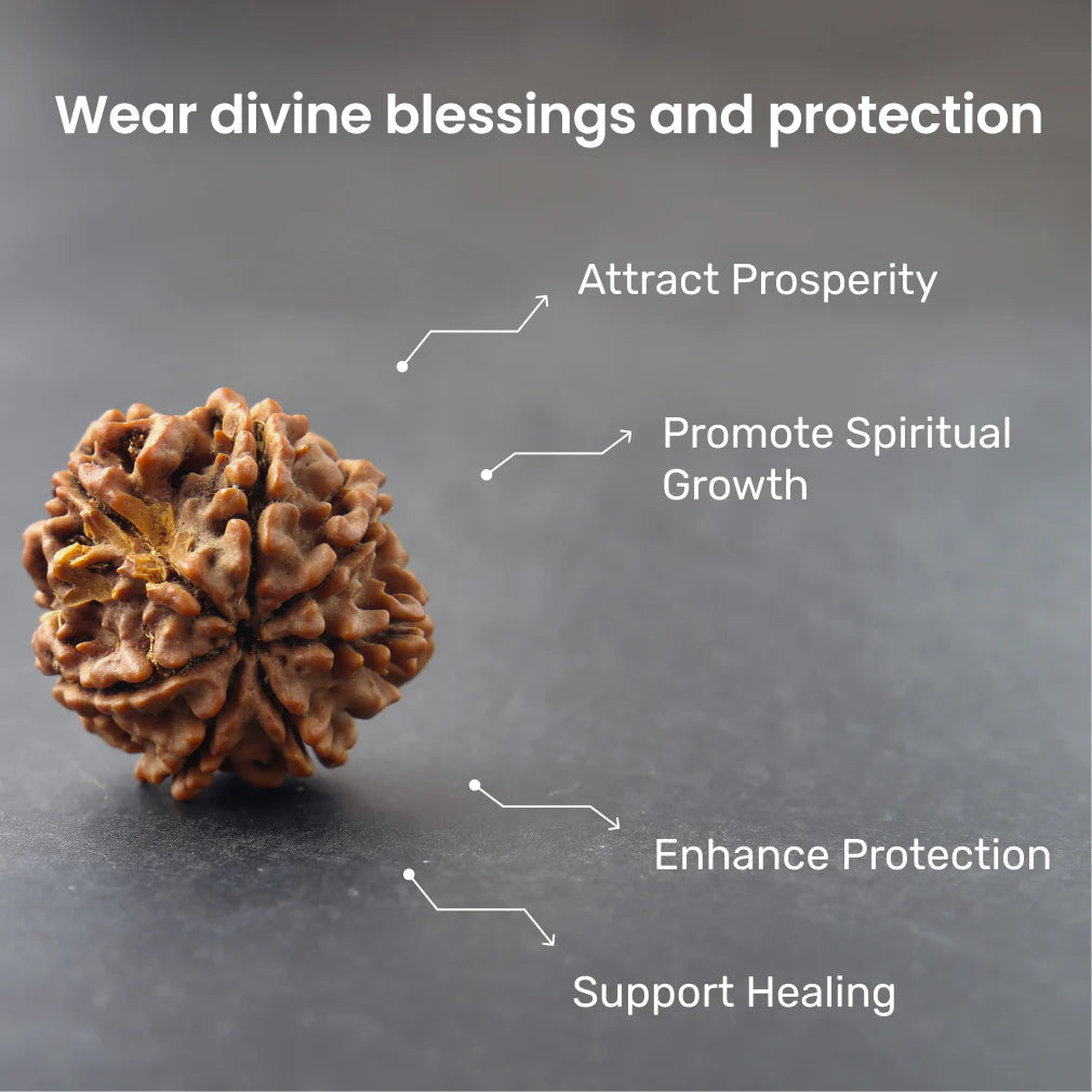 7 Mukhi Rudraksha — Lab Certified, Original Nepali — image 2
