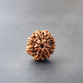 7 Mukhi Rudraksha — Lab Certified, Original Nepali — image 1
