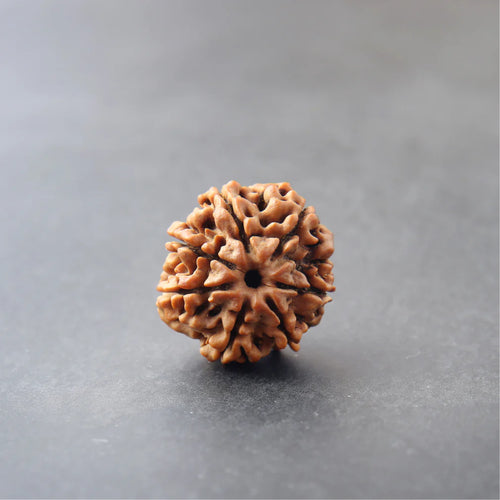 7 Mukhi Rudraksha — Lab Certified, Original Nepali — image 1