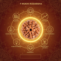 7 Mukhi Lab Certified Rudraksha