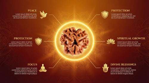 3 Mukhi Lab Certified Rudraksha